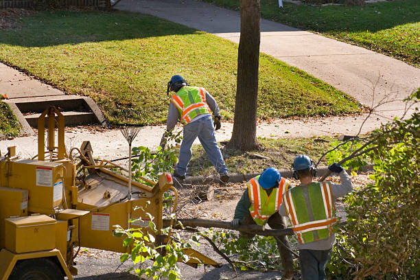 Professional Tree Service in Indian Head, MD